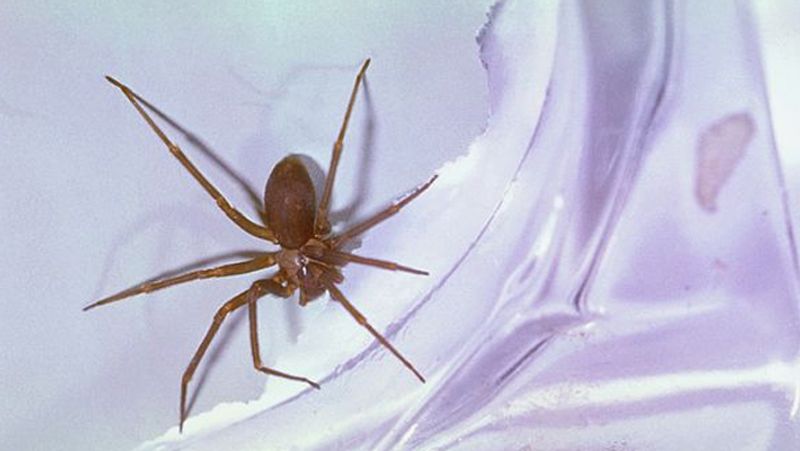 Spain man get his two fingers amputated due to a spider bite in Ibiza