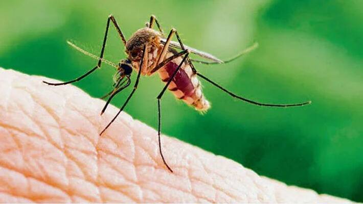 District administration and health department on alert mode about Zika virus in Maharashtra District administration and health department on alert mode about Zika virus in Maharashtra