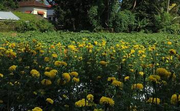 flowers in alappuzha municipality's garden
