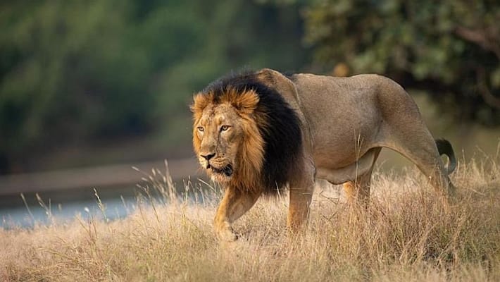 World Lion Day PM notes steady rise in India's lion population-VPN World Lion Day PM notes steady rise in India's lion population-VPN