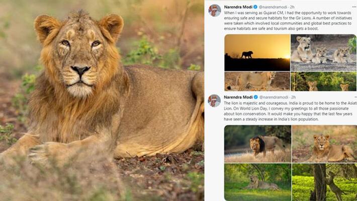 world lion day, Prime Minister Narendra Modi tweet for protection of lions world lion day, Prime Minister Narendra Modi tweet for protection of lions
