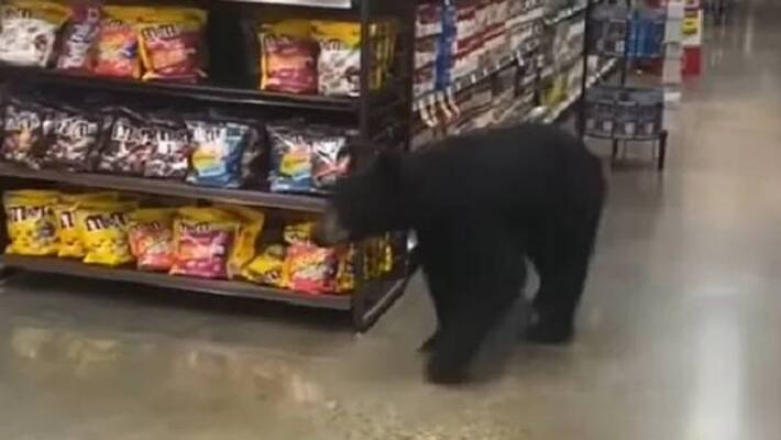 viral video bear in a super market viral video bear in a super market