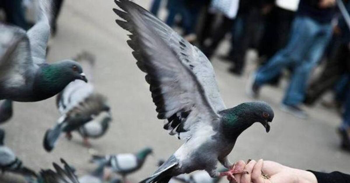 Pigeon droppings: புறாவின் எச்சத்தில் இருந்து நுரையீரலை தற்காத்து கொள்வோம்...மருத்துவ நிபுணர்கள் எச்சரிக்கை..