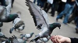 Has anyone ever thought that lung related diseases can also be caused by pigeon droppings ..? doctors warning