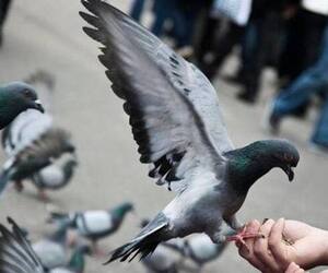 Has anyone ever thought that lung related diseases can also be caused by pigeon droppings ..? doctors warning