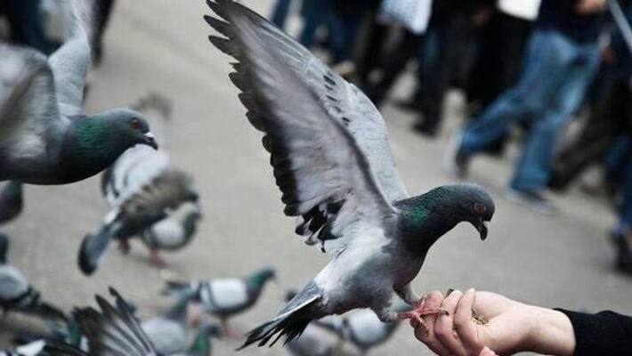 Pigeons own property worth crores in Rajasthan's Jasnagar situated in Nagaur ALB Pigeons own property worth crores in Rajasthan's Jasnagar situated in Nagaur ALB