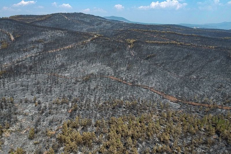 Wildfires spread over five continents
