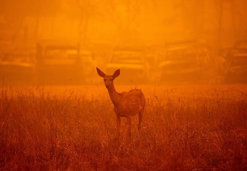 Wildfires spread over five continents