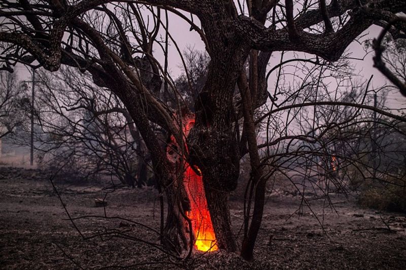 Wildfires spread over five continents