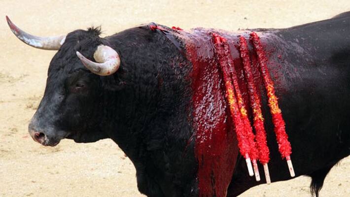 runaway bull is killed by car driver runaway bull is killed by car driver