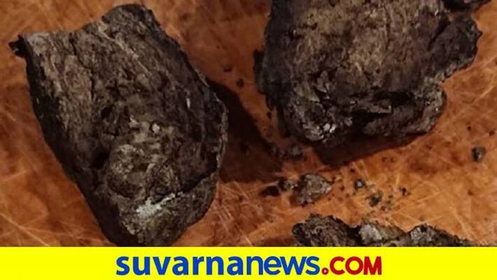 80 Crore Worth Ambergris Found at Bengaluru grg 80 Crore Worth Ambergris Found at Bengaluru grg