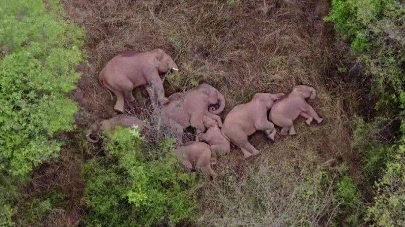 more than 25000 police officers for bring back migrating elephants in china
