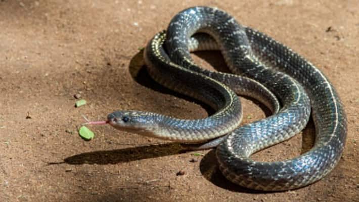 man chews venomous snake after being bitten man chews venomous snake after being bitten