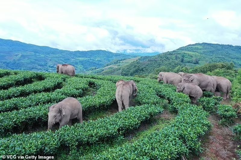 elephant day those travelers return after long journeys