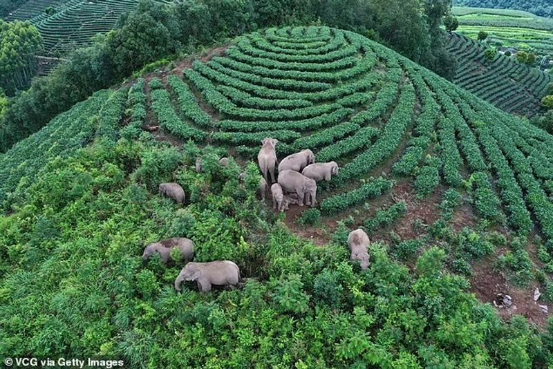 elephant day those travelers return after long journeys
