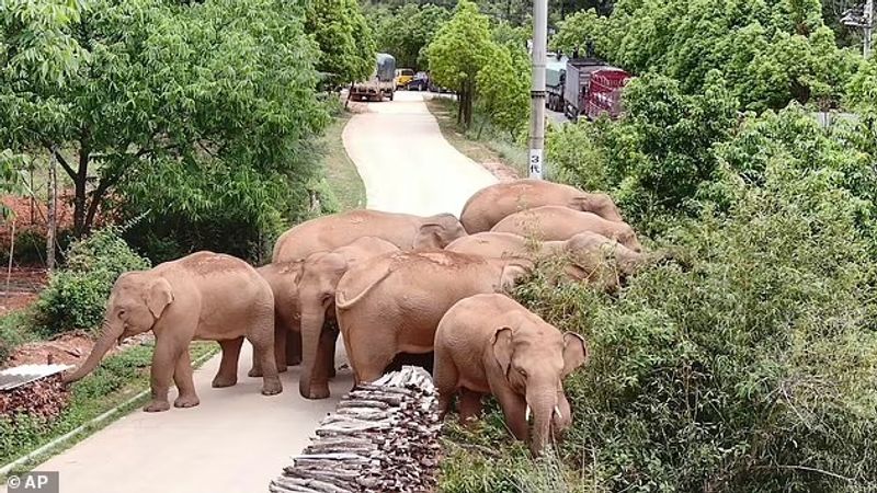 elephant day those travelers return after long journeys