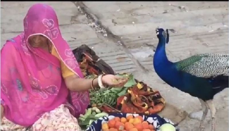 Anand Mahindra Shares Viral Video Of Woman Feeding Peacock