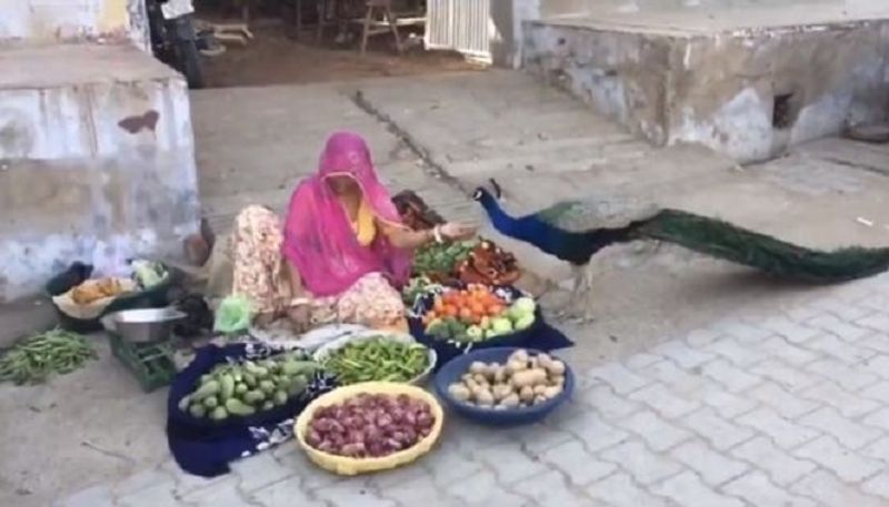 Anand Mahindra Shares Viral Video Of Woman Feeding Peacock