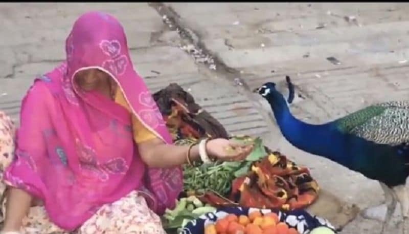 Anand Mahindra Shares Viral Video Of Woman Feeding Peacock