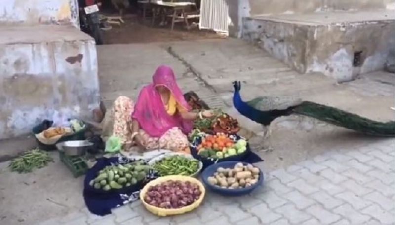 Anand Mahindra Shares Viral Video Of Woman Feeding Peacock