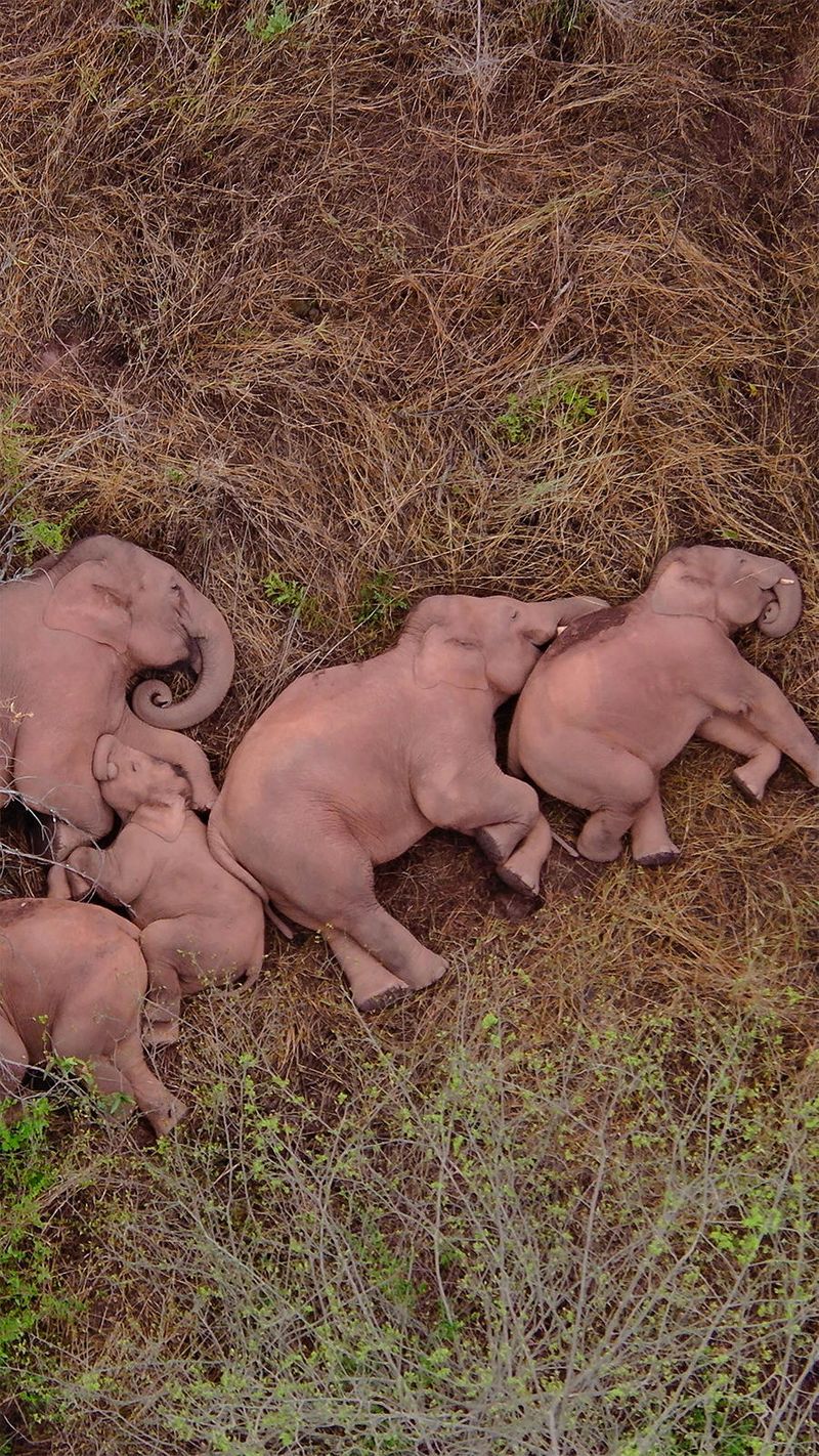 elephant day those travelers return after long journeys