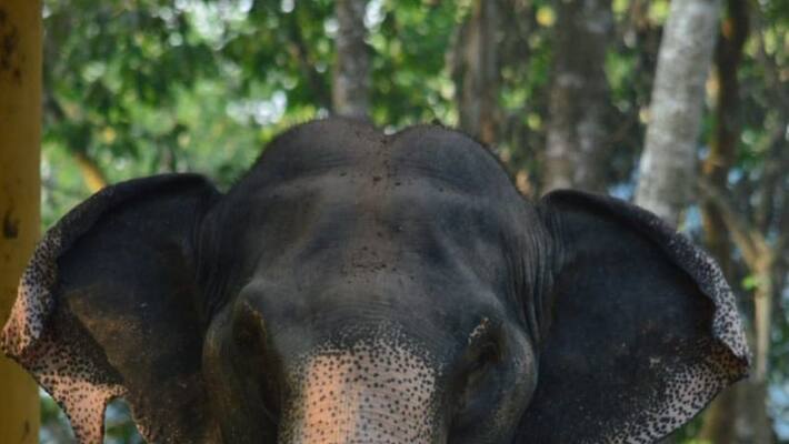 Elephant issue high court order Elephant issue high court order
