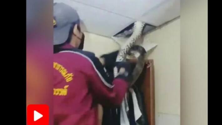 a snake in ceiling video goes viral a snake in ceiling video goes viral