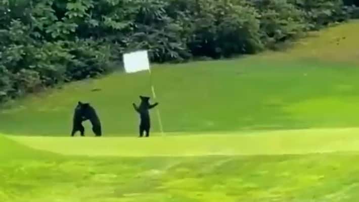 Watch Adorable video of bear cubs playing on golf course will make your day-tgy Watch Adorable video of bear cubs playing on golf course will make your day-tgy