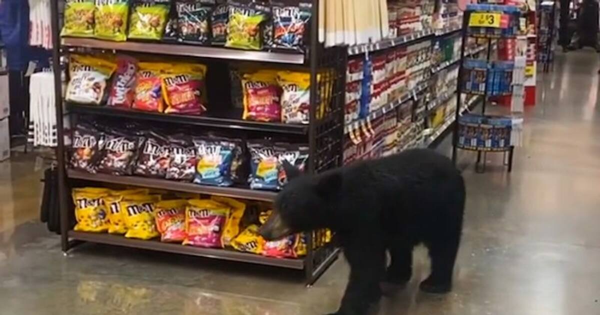 Bear wandering inside supermarket in US goes viral; leaves netizens shocked