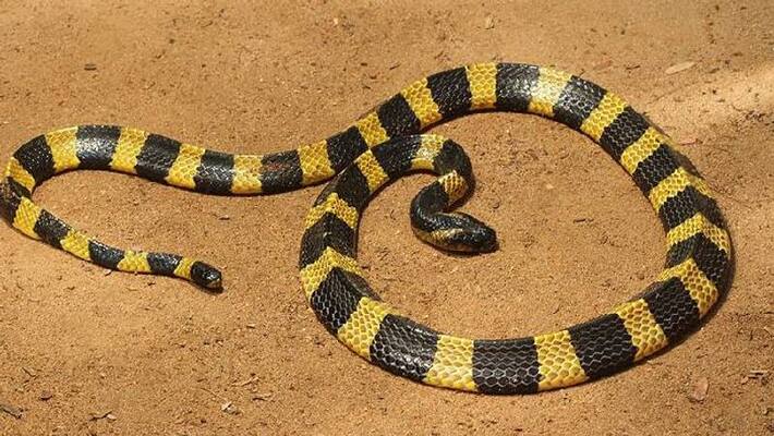 Man bites snake back reptile dies Man bites snake back reptile dies