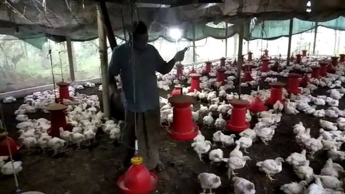 chicken price toch new hight poultry farmers not gets it benefits chicken price toch new hight poultry farmers not gets it benefits
