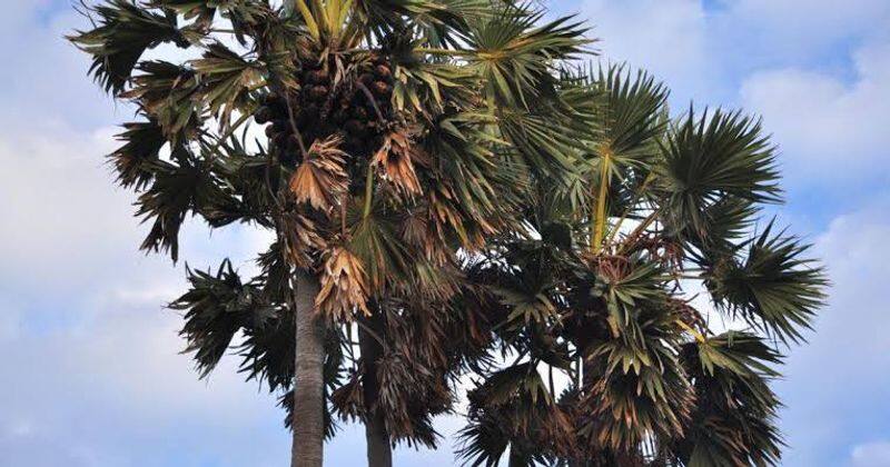 Palm trees should not be cut at will .. Permission is required from the District Collector .. Action on the agricultural budget.