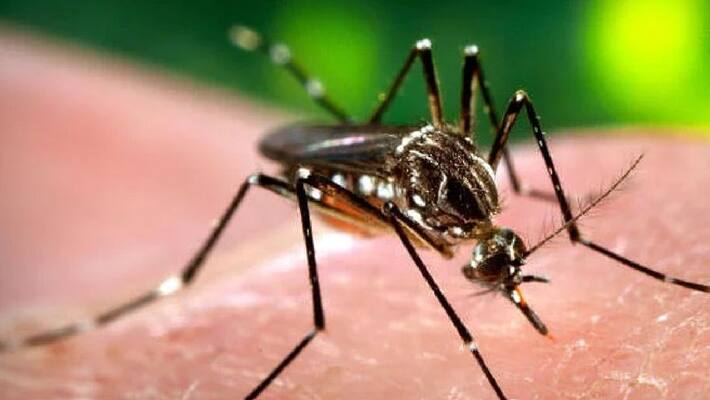 Zika virus: Uttar Pradesh's Kanpur caseload escalates to 66 with 30 new cases-dnm Zika virus: Uttar Pradesh's Kanpur caseload escalates to 66 with 30 new cases-dnm
