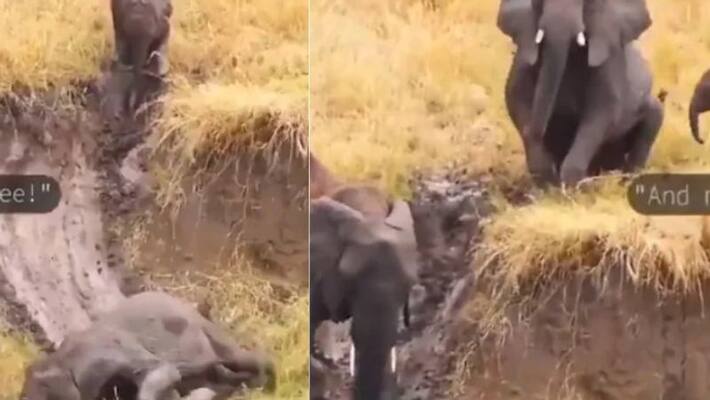 Viral Video of Baby Elephants Sliding in Mud and Playing With Their Family Viral Video of Baby Elephants Sliding in Mud and Playing With Their Family