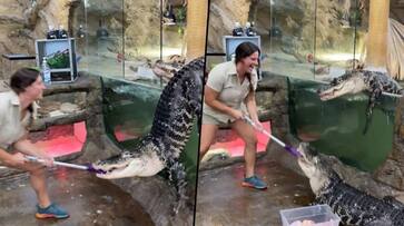 Alligator escapes from zoo enclosure during feeding time; watch video - gps Alligator escapes from zoo enclosure during feeding time; watch video - gps