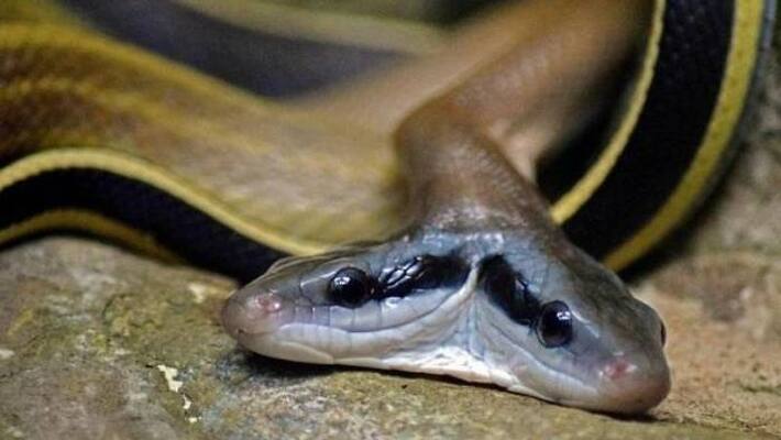 rare two head cobra rescued rare incident rare two head cobra rescued rare incident