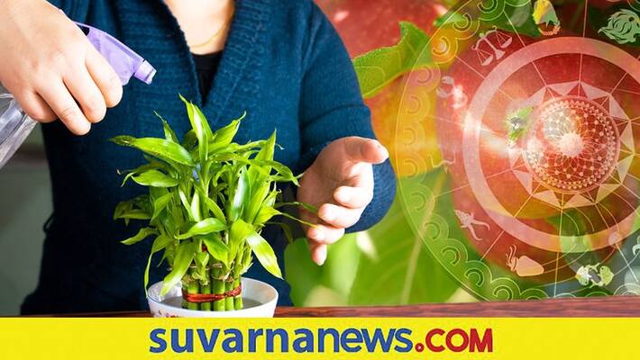 Which trees people of specific zodiac signs to plant for luck Which trees people of specific zodiac signs to plant for luck