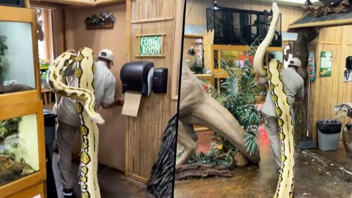Man moves 22-foot long snake on his shoulder; want to try? Watch this - gps Man moves 22-foot long snake on his shoulder; want to try? Watch this - gps