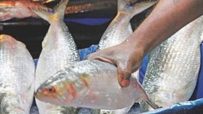 During Sheikh Hasina's visit to India, 4 tons of Padma Hilsa arrived in West Bengal bsm During Sheikh Hasina's visit to India, 4 tons of Padma Hilsa arrived in West Bengal bsm