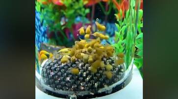 Watch tiny fishes bouncing on trampoline, cutest video will make your day-tgy Watch tiny fishes bouncing on trampoline, cutest video will make your day-tgy