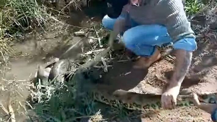 man battles with an anaconda to save a dog in Brazil man battles with an anaconda to save a dog in Brazil