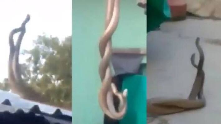 two snakes viral video two snakes viral video