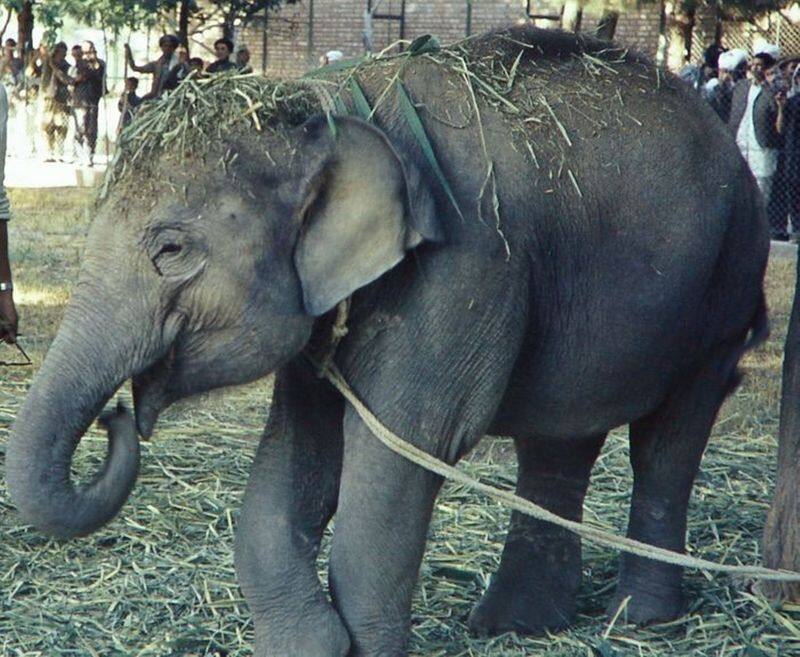 story of elephant Hathi