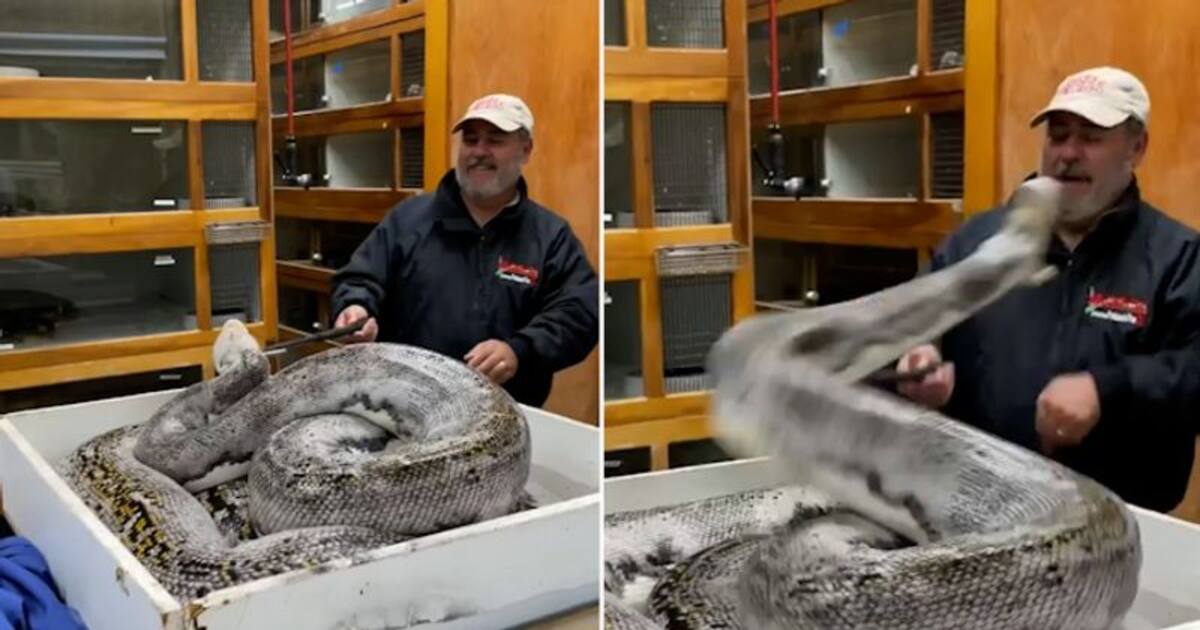 Horrifying video of giant python attacking zookeeper goes viral; watch ...