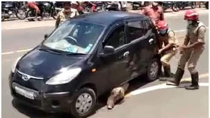 wild boar stuck under car wild boar stuck under car