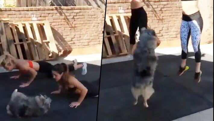 Dog working out with two girls; adorable video goes viral - gps Dog working out with two girls; adorable video goes viral - gps