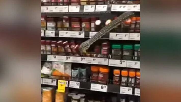 python spotted inside super market python spotted inside super market