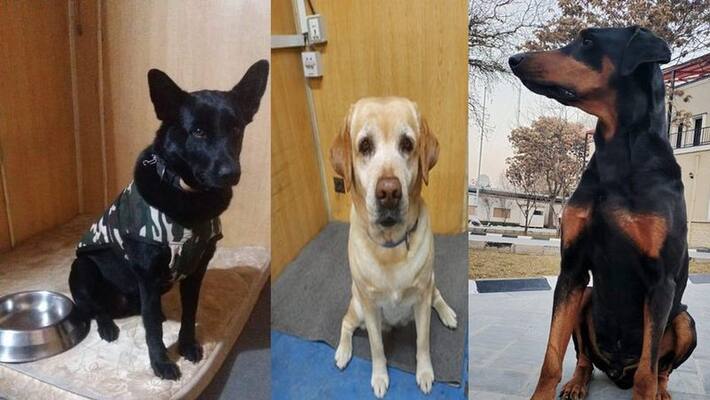 India has evacuated its dogs who had secured the Kabul Embassy for 3 years bpsb India has evacuated its dogs who had secured the Kabul Embassy for 3 years bpsb