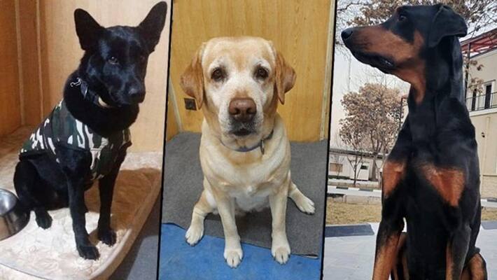 ITBPs hero combat sniffer dogs evacuated from Kabul after Taliban takeover ITBPs hero combat sniffer dogs evacuated from Kabul after Taliban takeover