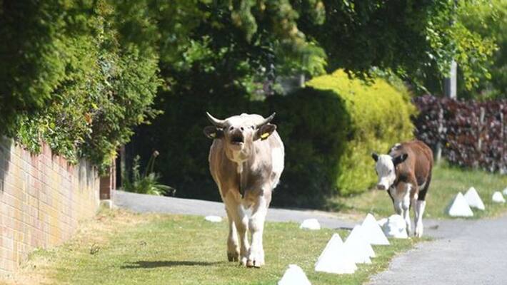 Cow shot for attacking woman in South Wales Cow shot for attacking woman in South Wales